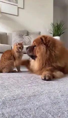 #justforfun #funnyvideos #animals #animallover #kitty 