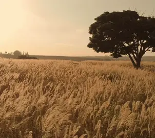 شيخلصه عاللي لجيته ايسافر 😔💔 #باسم_الكربلائي #توثيق_حسابي #قصائد_حسينيه #تصميم_فيديوهات🎶🎤🎬 