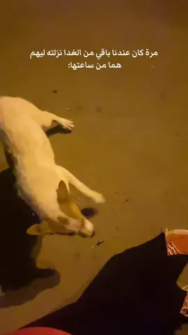 كلاب الشارع اغلب واوفى كائنات ممكن تقابلهم، وحرفيا عمرهم ما بينسوا اي حد قدملهم اي حاجة مهما كانت بسيطة♥️♥️ مش مطلوب منك تأكلهم بس على الاقل متأذيهومش..