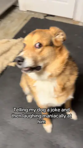 Had to jump on the laugh trend bahahah    #laughing #trend #dog 