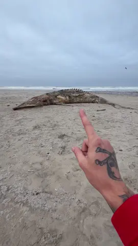 Look at this huge animal that washed up on the beach! #Animals #Nature 