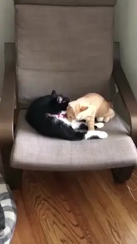 #funnyvideos #cat #viraltiktok #salad #fail 