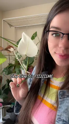 Ugh🥺😩 it’s time to give it’s first hair cut and see how we thrive. #queeniescreations #monstera #monsteraalbo #plantmom #plantsoftiktok 