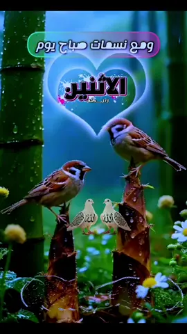 #دعاء_يوم_الاثنين #اللهم_امين #ادعية_اسلامية_تريح_القلب #يسعدلي__اوقاتڪۘم #الاكسبلور 