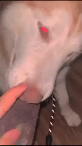 ❤️#4u #husky #papfamily