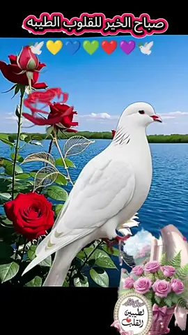 #صباحكم_معطر_بذكر_الله💚🌹🌿🌷😍🌸🙏 #صباحكم_أحلى_صباح🌹🌹 #صباح_الخير #🤲🕊️🤍🌺🌹🦋💗💙💚 #🤲🤲🕋🕋🤲🤲 