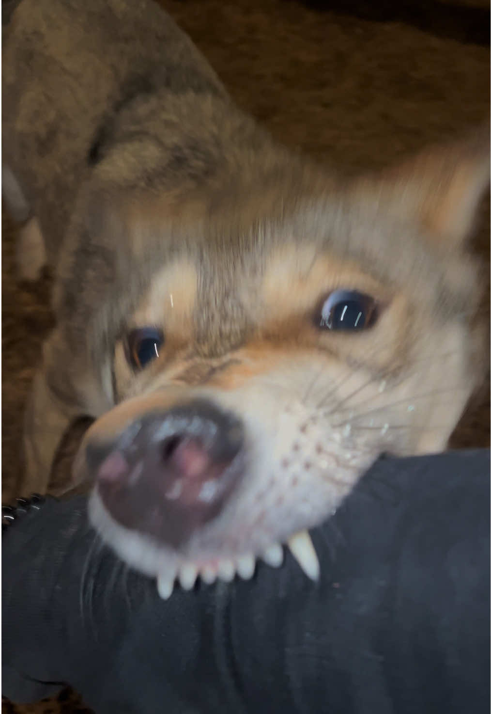 الذئب ديبو ❤️🐺… . . . . . . . #wolf #wolflover #wolfdog #viraldog #explore 