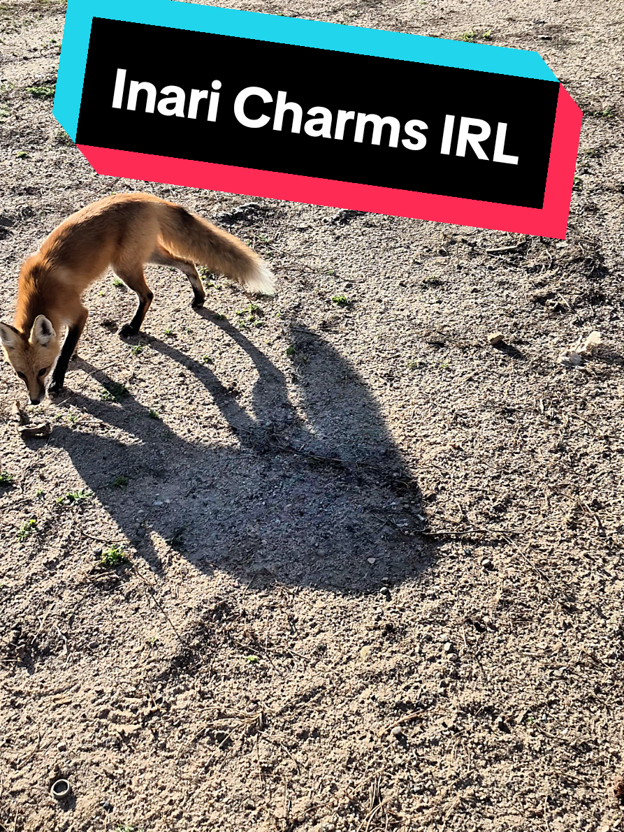 sent by Inari himself 💀#ghostoftsushima 