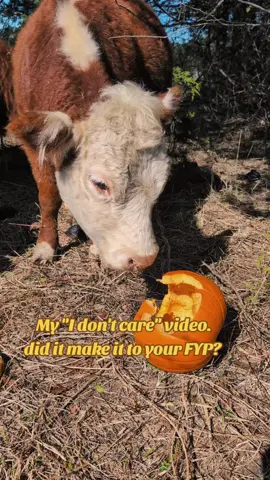 #idontcare #fyp #minicow #cow 