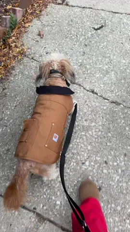 Midwesterners know, the day the coats finally comes out is a very sad day indeed #coatseason 