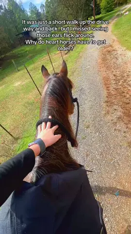 #HFDinkysDiamond is enjoying his retirement with all his therapeutics on. But I sure miss him on the trailer #retiredhorse #bayroan 