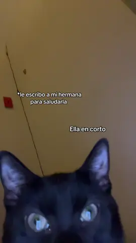 #humor #cat #yppppppppppppppppppppppp #fyp 