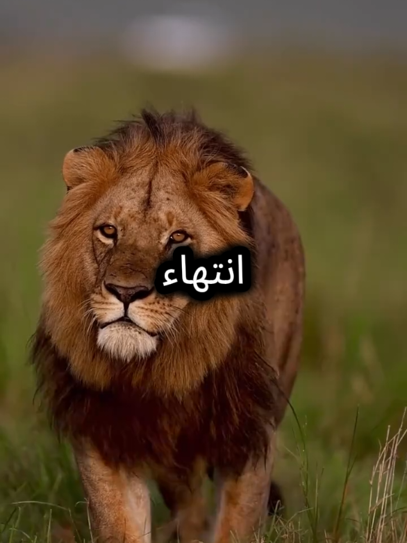 سأبدأ من جديد هذه المرة  #مواقف #خواطر #عباراتكم_الفخمه📿📌 #عبارات #اقتباسات 