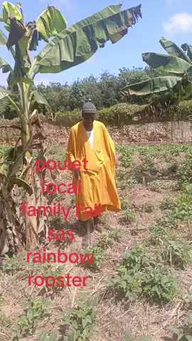 poulet local family Fall sas rainbow rooster 