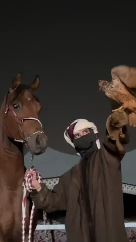 Azz & Wasaif 🦅 #عز_الشقب #ابها #صقر #fyp #اكسبلورexplore 