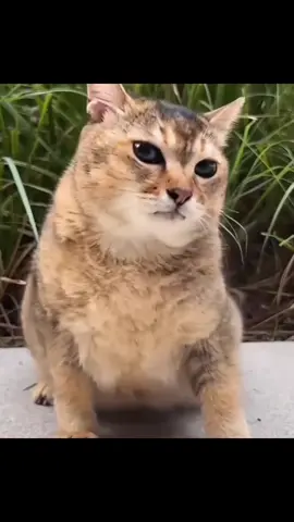 oh tole tole #toletolecat #toletole #fyp #xyzbca #foryou @˖ ᡣ𐭩 ⊹ ࣪  ౨ৎ˚₊ 