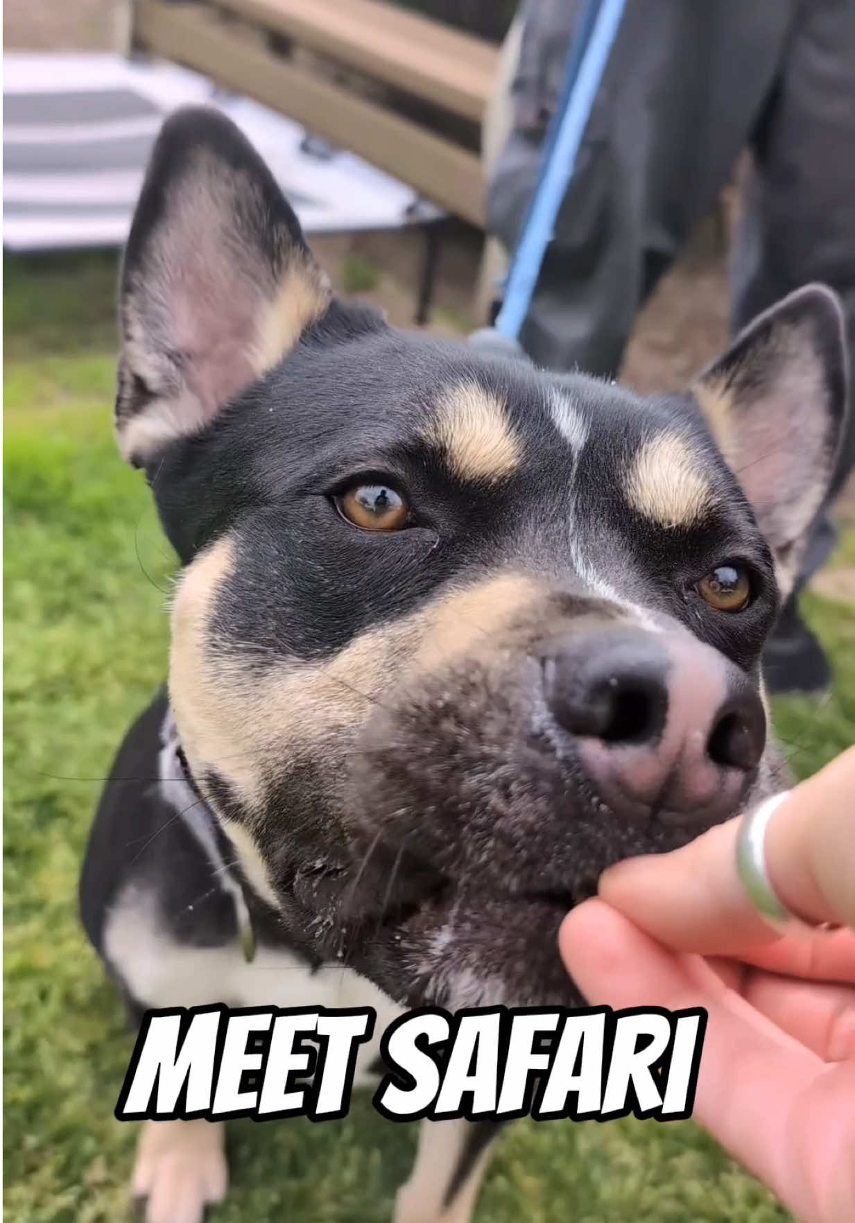 Safari is a super sweet boy, hes young and full of life.  Let's share this, to help get him seen, and out of the shelter!!! WHO ARE WE?: We are ShelterDogStrong 🤙🏼and we test drive shelter dogs, so you don’t have to! We record our visits, then post the videos to the internet, in hopes to get these angels seen and saved! .  INTERESTED IN ADOPTING? :  The Town Of Hempstead Animal Shelter  3320 Beltagh Ave, Wantagh, NY 11793 Email: adoption@hempsteadny.gov #straightouttheshelter #straightouttherescue #rescuedog #dog #adopt       
