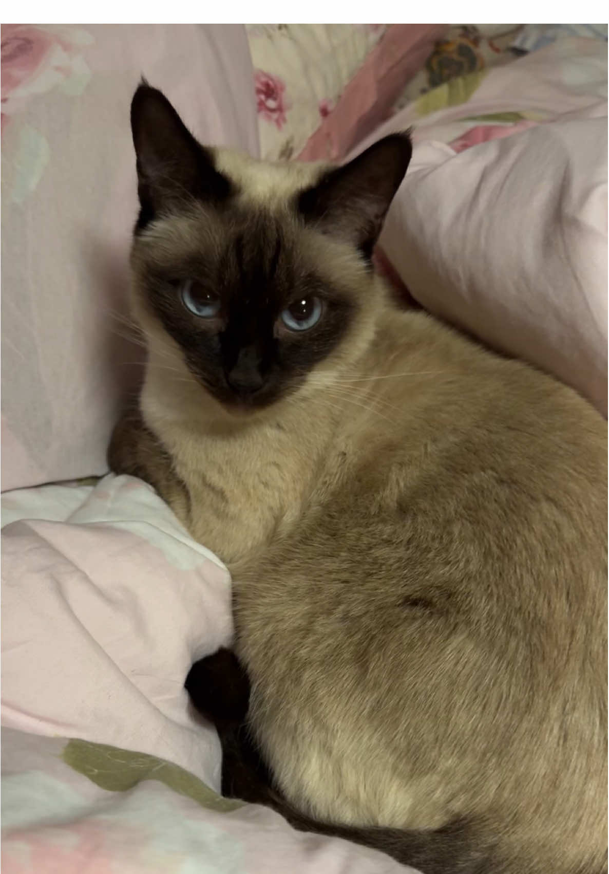 ik what I’ll be going as next year!!! #trends #viral 