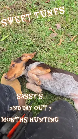 #rabbitbeagles #rabbitdogs #rabbitseason #beagler #countryboy 