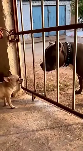 Tiny Dog Faces Off With Giant Pup! #animals #viral 