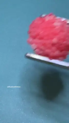 #Throwback to when Fiona wouldn’t stop laying eggs 🐌💖 The channeled apple snail is an invasive species that can lay hundreds of eggs at a time. 🐚 These bright pink clutches should always be destroyed because if left in nature, they can harm local ecosystems. 🌿 The channeled apple snail is listed among the world’s top 100 invasive species. 🌎✨ #snail #invasive #crushingsnaileggs #asmr 