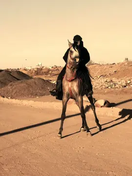 ما شاء الله 🤎#خيل_وخياله🐎 #خيل #تبوك #foryou 