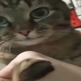 gym cat says don’t give up #catcore #cats #foryou #fyp #lyoshnka 