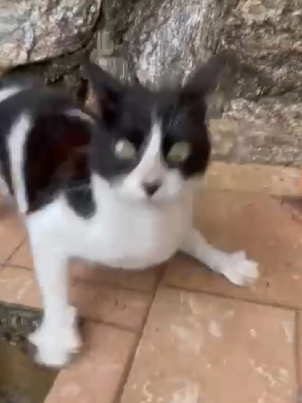 JJSJSJSUS pobrecita #cats #gatos #gatostiktok #fyp 