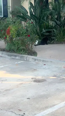 #badluck#blackcats#fyp#foryou#free