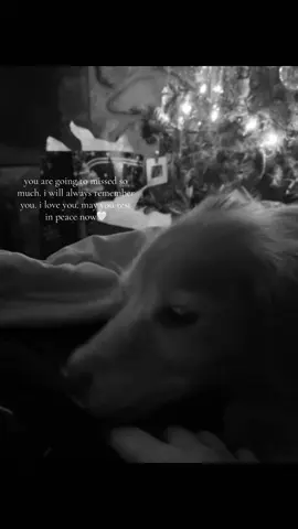 she was the sweetest dog. #angel #fyp 