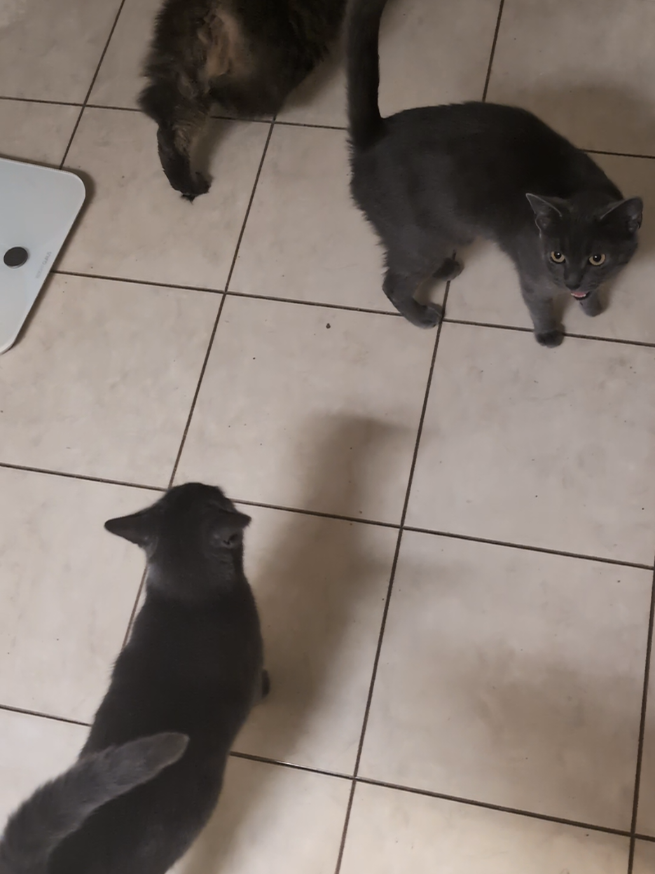 my cats are voting to get rid of daylight savings time #daylightsavings my ass