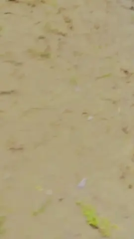 #سنگت_ویڈیو_وائرل_کریسو_آپ_ہیں🥀🌼🙈✨🎇 