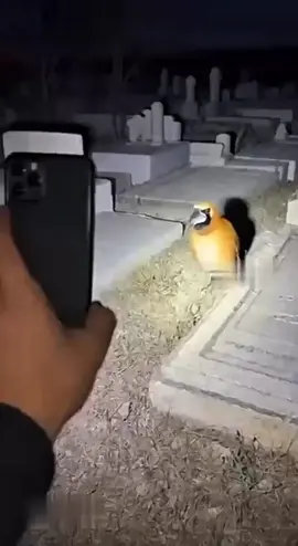 بغبغاء يقول الله اكبر  سبحان الله 💖#viral #Explore #fyp 