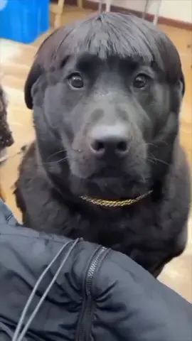 o grande culpado do acidente de Ivete canivete parte 4 🤣🤣😂😂#animaisnotiktok #engracado #cachorros #comedia #fyp 