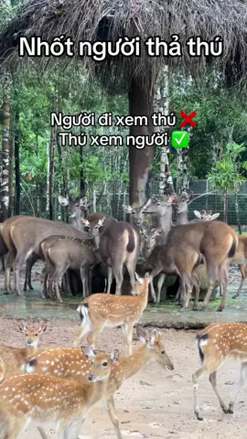Tour nhốt người thả thú tại Vinpearl Safari Phú Quốc #GreenCreator #dulich #VinWonders #nhotnguoithathu #vinpearlsafariphuquoc 
