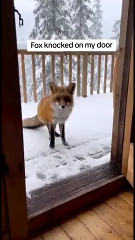 Helping freezing fox #wholesome #zoo #animalrescue #fox 