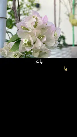 بالله ياريح يم الدواء لاتجي الا به#اكسبلورexplore 