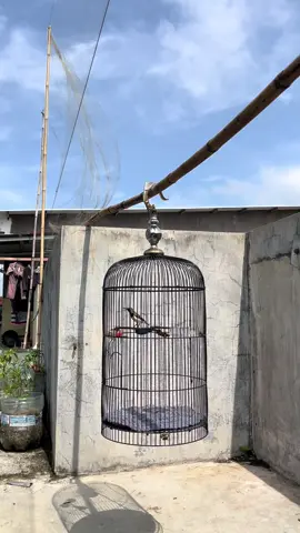 ngeneki nopo sni dulur😁  #sogonmalangraya #sogon #kicaumania 