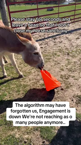 #aquadulu #savedfromslaughter #usa_tiktok🇺🇸 #donkeysanctuary #donkeysoftiktok 