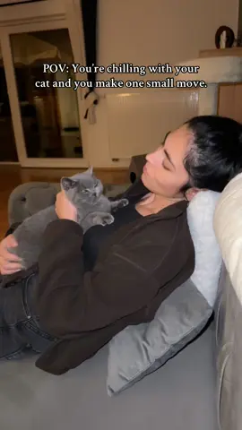 no no no🤣 #pov #catdrama #fyp #cattok #catlife 