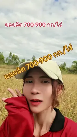 ผลผลิตดีมากกก#กข22 #พันธุ์ข้าวปลูก 