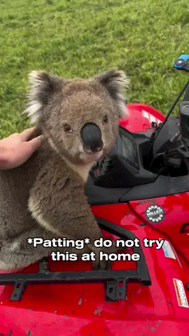 As eucalyptus forests are cleared for cattle Koalas are having to navigate fragmented and often dangerous conditions that as a species they aren’t prepared for. This video shows why wildlife corridors are so desperately important… also im convinced Australia is not a real place 😂😂😂 #koala #cattle #austrailia 