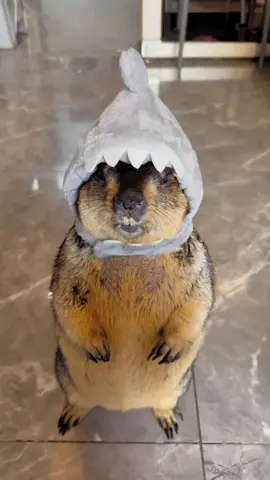shark marmot #exoticpets #animalsoftiktok #cutepets #fyp #groundhog 