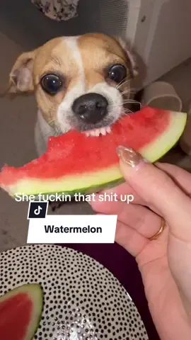 So good she went cross eyed #watermelon #cutepets #chihuahuastiktok #fyppp #xybca 