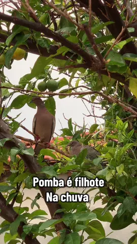 Filhote é mãe #fyppppppppppppppppppppppp #animaisnotiktok #viraltiktok #viralvideo 