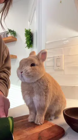 My bunny really said ‘where’s my lettuce?!’ 😭😂 (reposted) #bunny #bunniesoftiktok #bunnymom #morningroutine #bunnies 