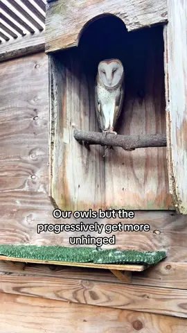 And we love them all! 🦉 #fyp #owls #texassealifecenter #wildliferehab #wildlife 