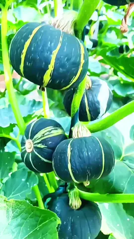 Benih labu kabocha labu viral yang berasal dari jepang bentuknya unik rasanya manis dan teksturnya pulen. berbuah lebat dan mudah di tanam #labu #benihlabu #labukabocha #tanamanviral #buahviral 