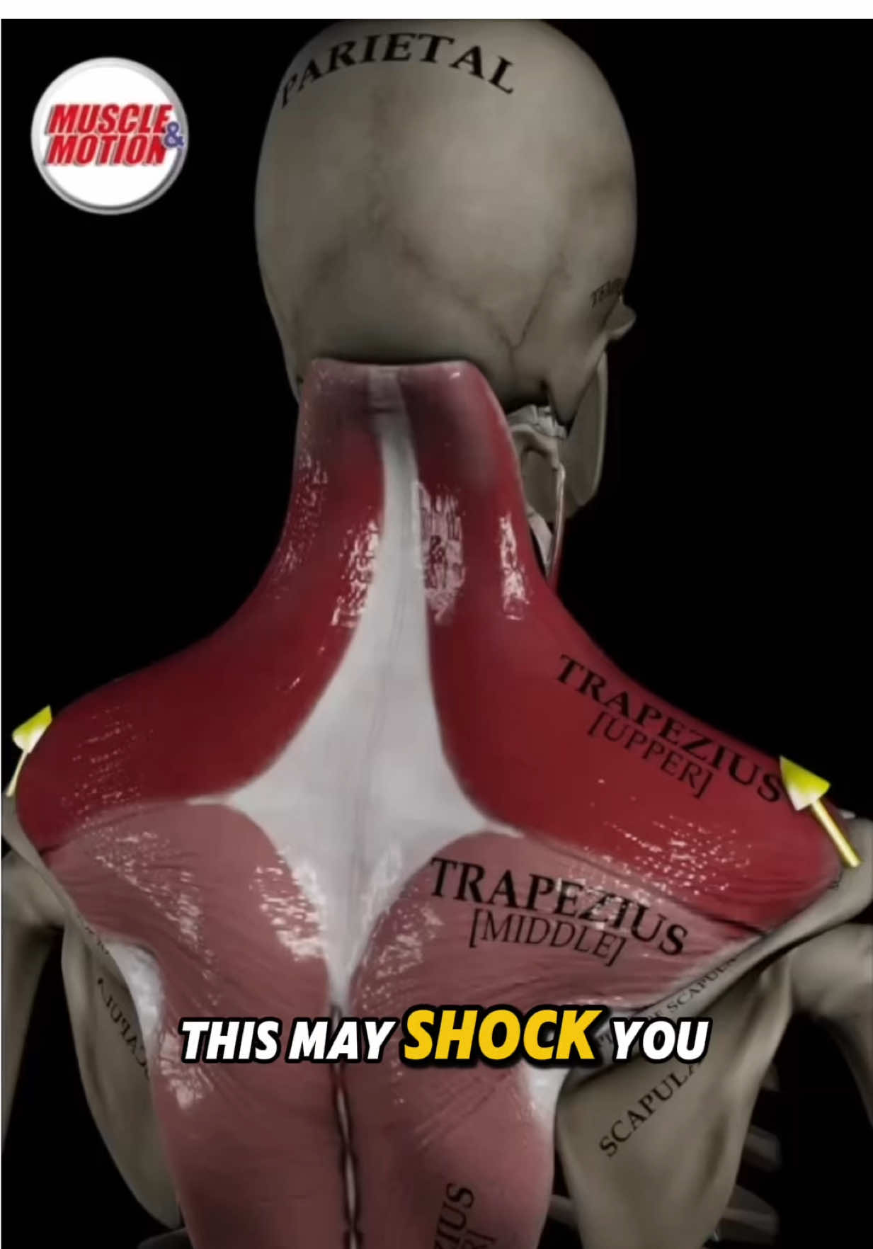 How to fix neck pain with physical therapy! @Muscle and Motion 