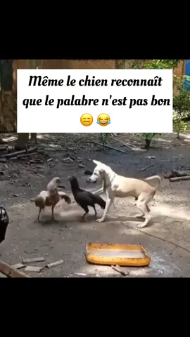 Même le chien reconnaît que le palabre n'est pas bon 😑 😂 #humour #chien #poulet #senegalaise_tik_tok #comedia 